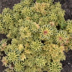 'Atlantis' Stonecrop -Perennials Store 5056f02e9a561759672bee380943a21a