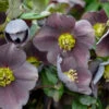 Honeymoon® Vegas Nights Lenten Rose -Perennials Store 506Helleborus VegasNights 1