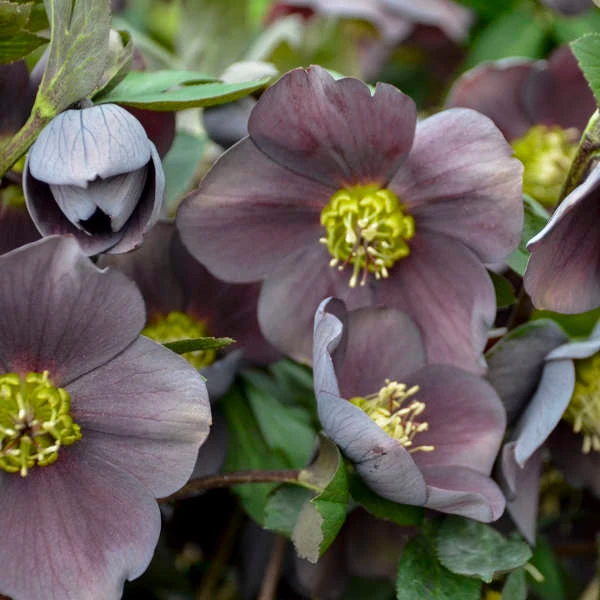 Honeymoon® Vegas Nights Lenten Rose 3 Honeymoon® Vegas Nights Lenten Rose