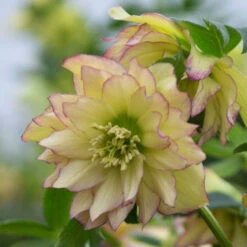 Wedding Party® First Dance Lenten Rose -Perennials Store 508Helleborus FirstDance 3