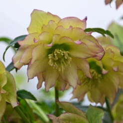 Wedding Party® First Dance Lenten Rose -Perennials Store 508Helleborus FirstDance 4