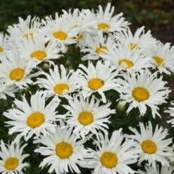 Perennials Store 16 Amazing Daisies® 'Spun Silk' Shasta Daisy
