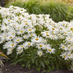 Amazing Daisies® 'Spun Silk' Shasta Daisy -Perennials Store 510Leucanthemumsuperbum SpunSilk 3