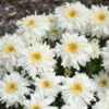 Amazing Daisies® 'Marshmallow' Shasta Daisy -Perennials Store 511Leucanthemumsuperbum Marshmallow 1