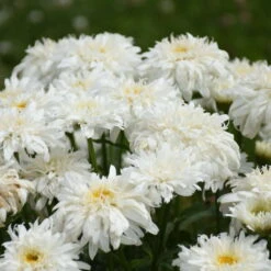 Amazing Daisies® 'Marshmallow' Shasta Daisy -Perennials Store 511Leucanthemumsuperbum Marshmallow 3