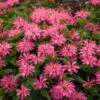'Leading Lady Pink' Bee Balm -Perennials Store 513Monarda LeadingLadyPink 1