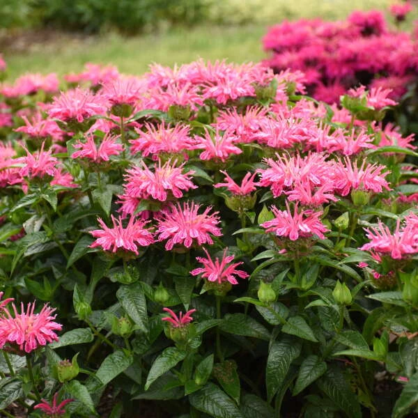 'Leading Lady Pink' Bee Balm 4 'Leading Lady Pink' Bee Balm - Image 2