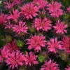 'Pardon My Rose' Bee Balm -Perennials Store 516Monardadidyma PardonMyRose 1