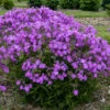 'Opening Act Romance' Hybrid Phlox -Perennials Store 517Phlox OpeningActRomance 1