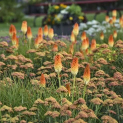 Pyromania® 'Hot And Cold' Red Hot Poker -Perennials Store 51c4a1424bc3a0339c0fd136f0ba90c8