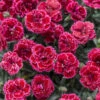 Fruit Punch® 'Black Cherry Frost' Dianthus -Perennials Store 51f5d83b1e835d9b3c4403bdb0338adf