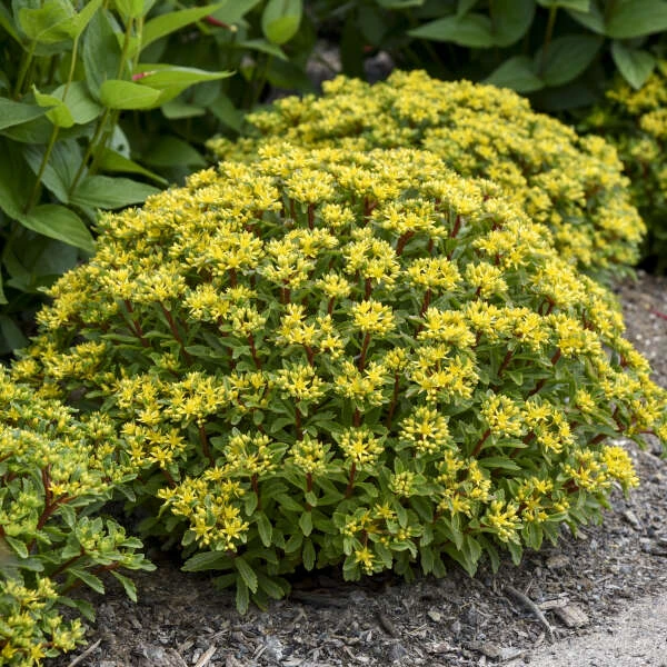 Rock 'N Round® 'Bright Idea' Stonecrop 3 Rock 'N Round® 'Bright Idea' Stonecrop