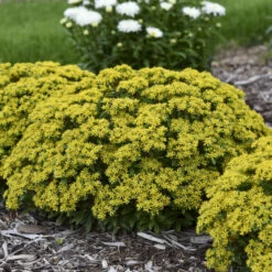 Rock 'N Round® 'Bright Idea' Stonecrop 8 Rock 'N Round® 'Bright Idea' Stonecrop -Perennials Store 521Sedum BrightIdea 3