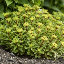 Rock 'N Round® 'Bright Idea' Stonecrop 9 Rock 'N Round® 'Bright Idea' Stonecrop -Perennials Store 521Sedum BrightIdea 4