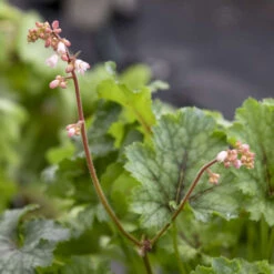 Fun And Games® 'Shadow Tag' Foamy Bells -Perennials Store 52279fe2f37de96830f8455da8957103