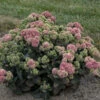 Rock 'N Grow® 'Coraljade' Stonecrop -Perennials Store 522Sedum Coraljade 1