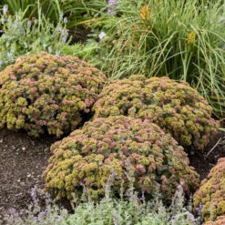 Rock 'N Grow® 'Coraljade' Stonecrop -Perennials Store 522Sedum Coraljade 3