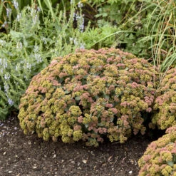Rock 'N Grow® 'Coraljade' Stonecrop -Perennials Store 522Sedum Coraljade 4