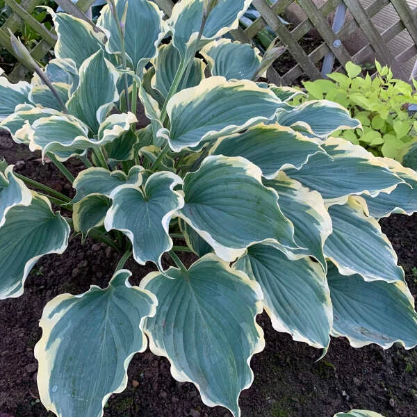 Shadowland® 'Hope Springs Eternal' Hosta 3 Shadowland® 'Hope Springs Eternal' Hosta