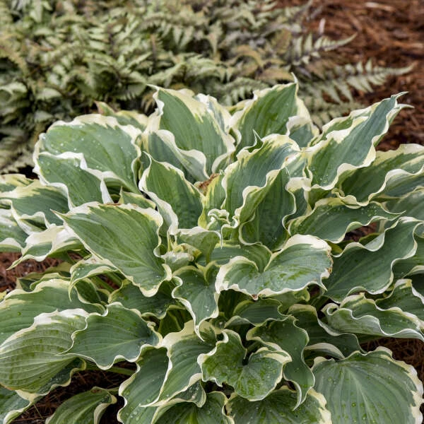 Shadowland® 'Hope Springs Eternal' Hosta 4 Shadowland® 'Hope Springs Eternal' Hosta - Image 2