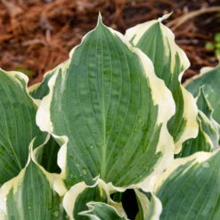 Shadowland® 'Hope Springs Eternal' Hosta 10 Shadowland® 'Hope Springs Eternal' Hosta -Perennials Store 529Hosta HopeSpringsEternal 4