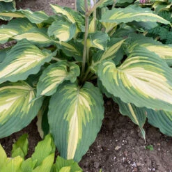 Shadowland® 'Love Story' Hosta