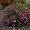 Sizzle & Spice® 'Zesty Zinger' Tickseed 1 Sizzle & Spice® 'Zesty Zinger' Tickseed -Perennials Store 531Coreopsisverticillata ZestyZinger 1