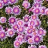 Kaleidoscope⢠'Pink Radiance' Ice Plant 2 Kaleidoscope⢠'Pink Radiance' Ice Plant -Perennials Store 533d6cad7dc6017ac96b6b94daa8e5db