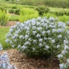 'Starstruck' Bluestar -Perennials Store 534Amsonia Starstruck 1