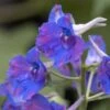 'Diamonds Blue' Delphinium -Perennials Store 536 2043 popup