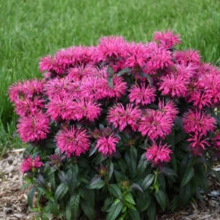 Sugar Buzz® 'Berry Taffy' Bee Balm -Perennials Store 542Monarda BerryTaffy 3