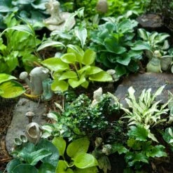 'Sun Mouse' Hosta 7 'Sun Mouse' Hosta -Perennials Store 542 2217 popup