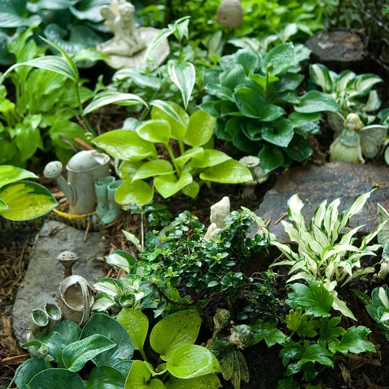 'Sun Mouse' Hosta 5 'Sun Mouse' Hosta - Image 3