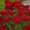'Scarlet Fever' Dianthus -Perennials Store 543Dianthusbarbatus ScarletFever 1