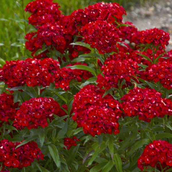 'Scarlet Fever' Dianthus 3 'Scarlet Fever' Dianthus