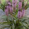 'African Night' Pineapple Lily -Perennials Store 545Eucomis AfricanNight 1