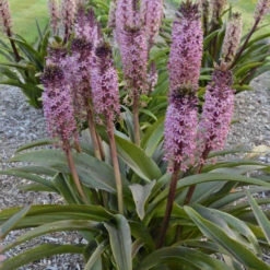 Perennials Store 38 'African Night' Pineapple Lily