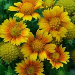Perennials Store 53 'Arizona Apricot' Blanket Flower