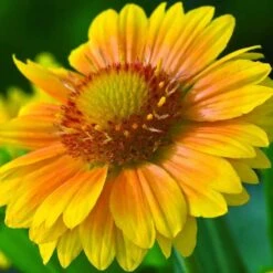 'Arizona Apricot' Blanket Flower -Perennials Store 545 2071 popup 468b192a 3e32 44e4 8295 93eb20f79efc sw