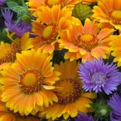 'Arizona Apricot' Blanket Flower -Perennials Store 545 2073 popup e7b57a91 b829 4620 a797 58c0233322da sw