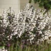 'Onyx And Pearls' Beardtongue 1 'Onyx And Pearls' Beardtongue -Perennials Store 548Penstemon OnyxandPearls 1