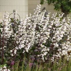 'Onyx And Pearls' Beardtongue
