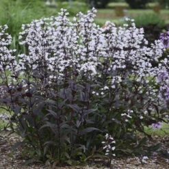 'Onyx And Pearls' Beardtongue -Perennials Store 548Penstemon OnyxandPearls 3