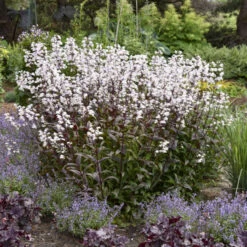 'Onyx And Pearls' Beardtongue -Perennials Store 548Penstemon OnyxandPearls 4