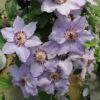Still Waters™ Clematis -Perennials Store 548 2082 popup