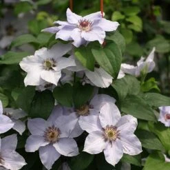 Still Waters™ Clematis 10 Still Waters™ Clematis -Perennials Store 548 2084 popup