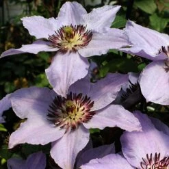Still Waters™ Clematis 11 Still Waters™ Clematis -Perennials Store 548 2085 popup