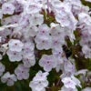'Fashionably Early Crystal' Hybrid Phlox