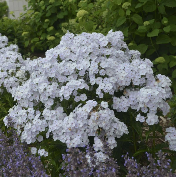 'Fashionably Early Crystal' Hybrid Phlox 5 'Fashionably Early Crystal' Hybrid Phlox - Image 3