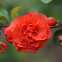 Double Take Orange™ Flowering Quince -Perennials Store 550 2089 popup